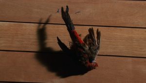 14 серия Особенный